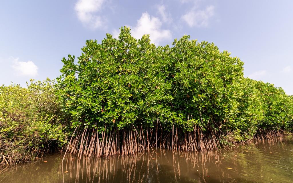 Thick mangrove trees with dense green foliage rise above the water, their exposed roots reaching into the murky water below. The scene is brightened by a clear blue sky with a few fluffy clouds.