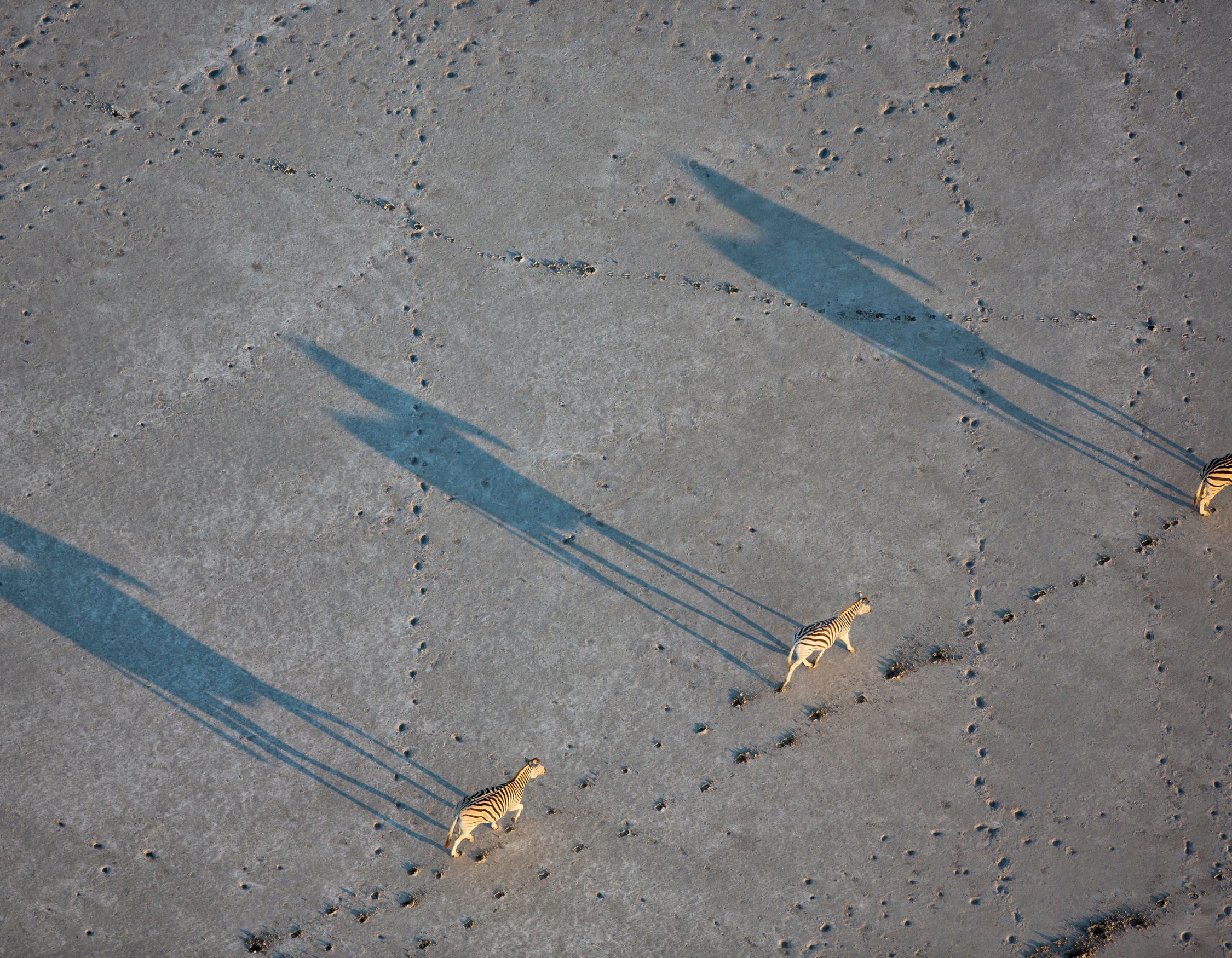 Aerial view of four zebras walking across a sandy surface, casting long shadows. The ground shows textured patterns and faint footprints.