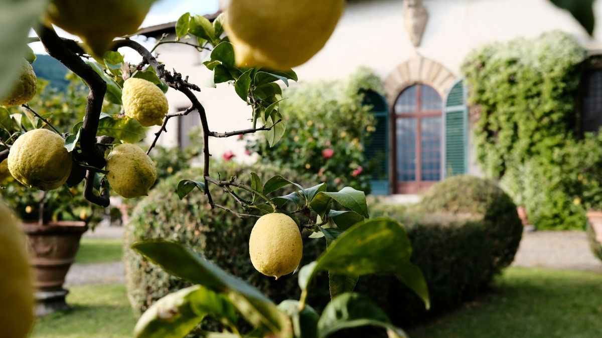 Lemon tree branches laden with ripe lemons in the foreground, with a beautifully manicured garden and a charming house featuring green shutters in the background.