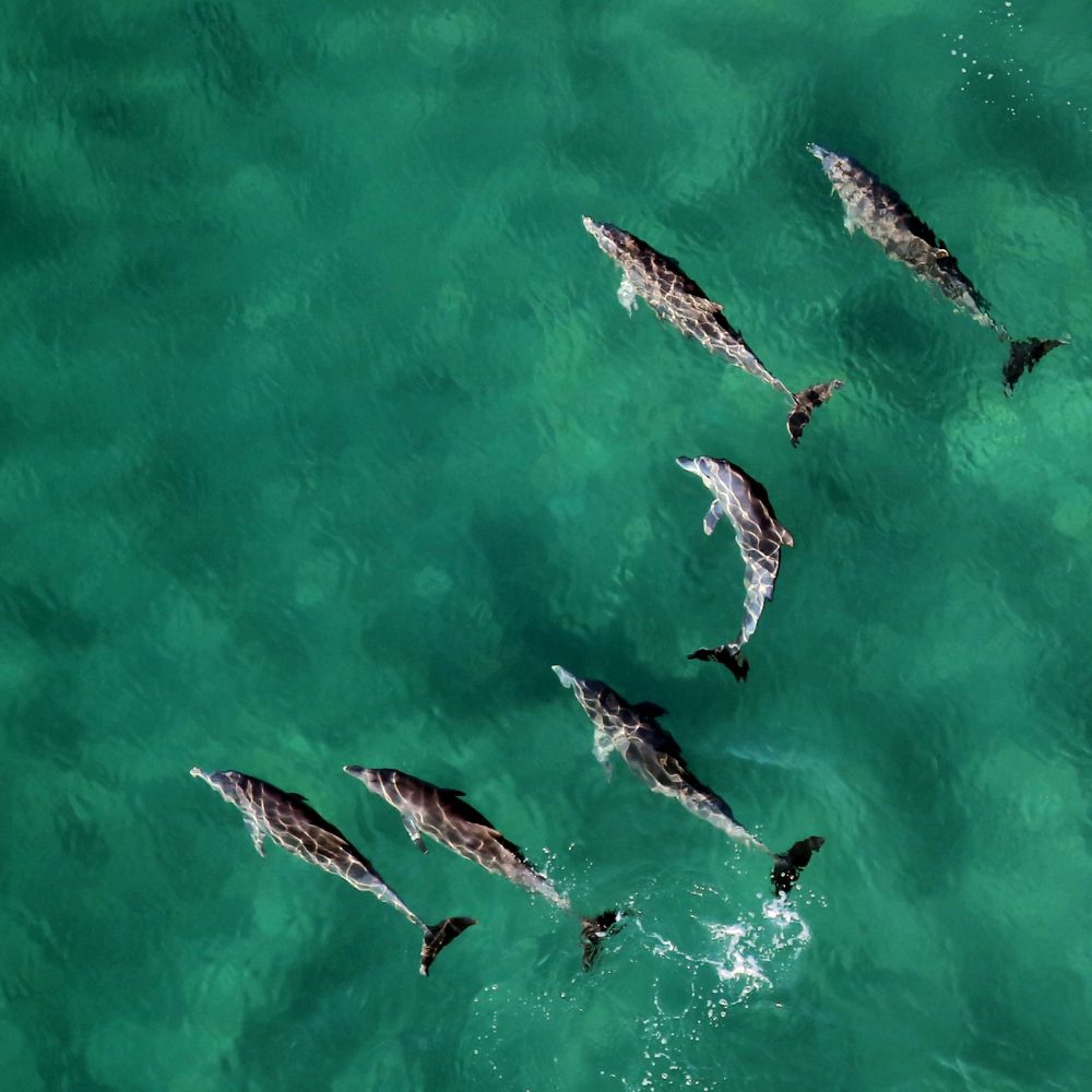 A group of dolphins swimming in clear turquoise waters, with some breaking the surface and creating splashes.