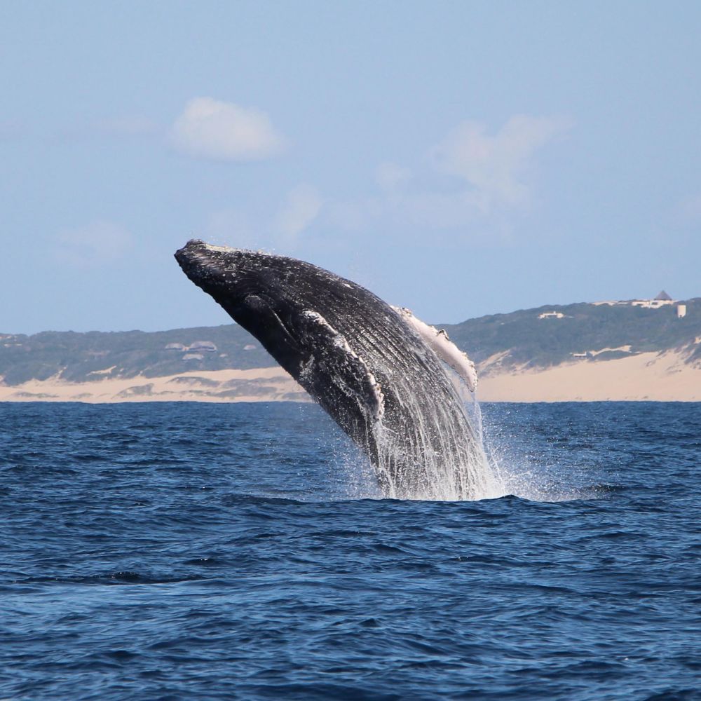 A humpback whale breaches the surface of the water, creating a splash, against a backdrop of sandy shores and blue sky.