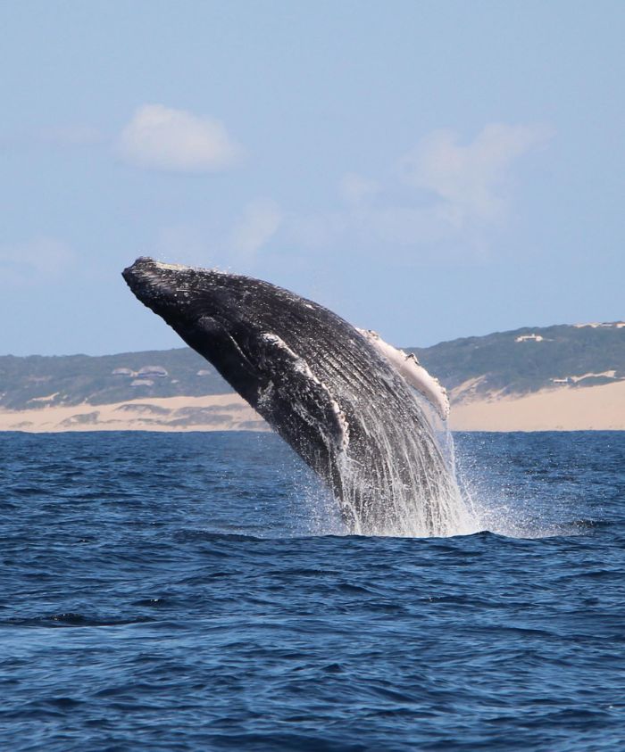 A humpback whale breaching the surface of the ocean, creating a splash as it rises against a backdrop of sandy shores and blue sky.