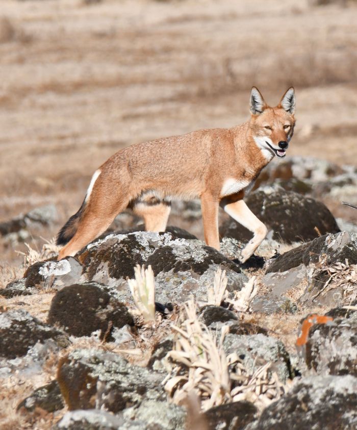 A fox-like animal with a reddish-brown coat and white markings walks over rocky terrain in a dry landscape.