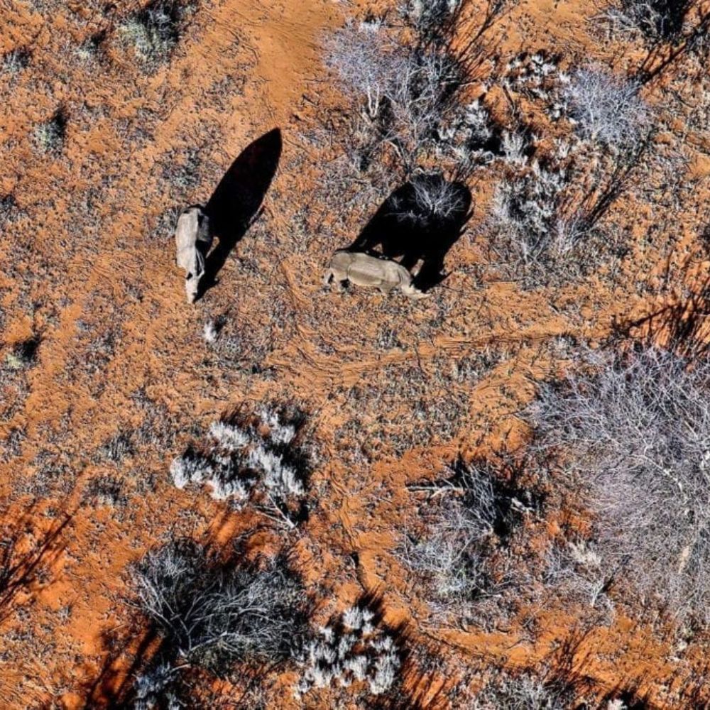 Two elephants wander across a reddish-brown landscape dotted with sparse vegetation and shadows.