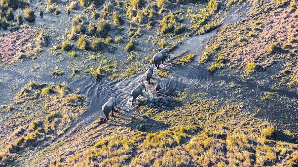 Aerial view of three elephants wading through a shallow stream surrounded by grassy terrain.