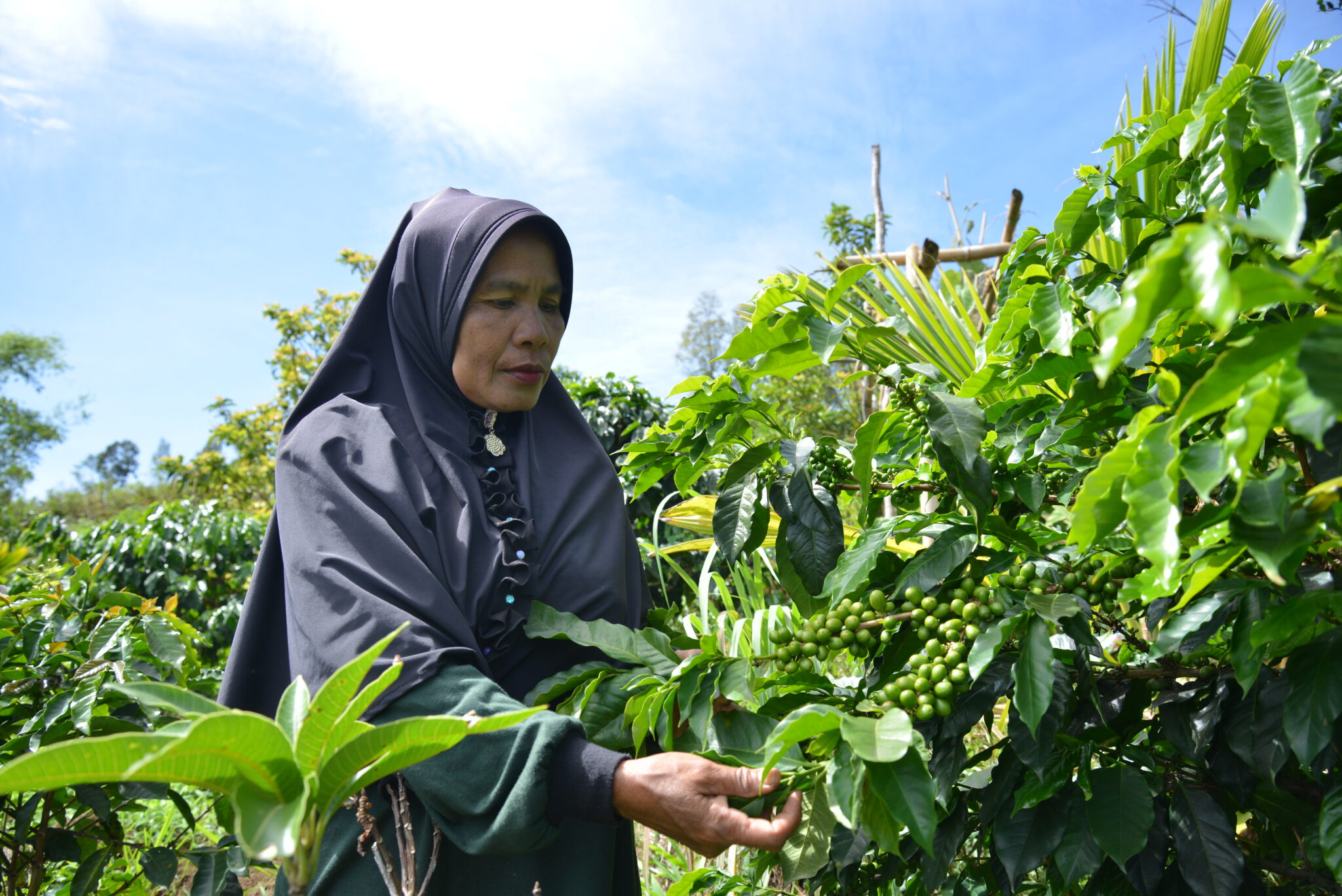 A woman in a black hijab is examining coffee beans on a lush green coffee plant in a farm setting, under a clear blue sky.