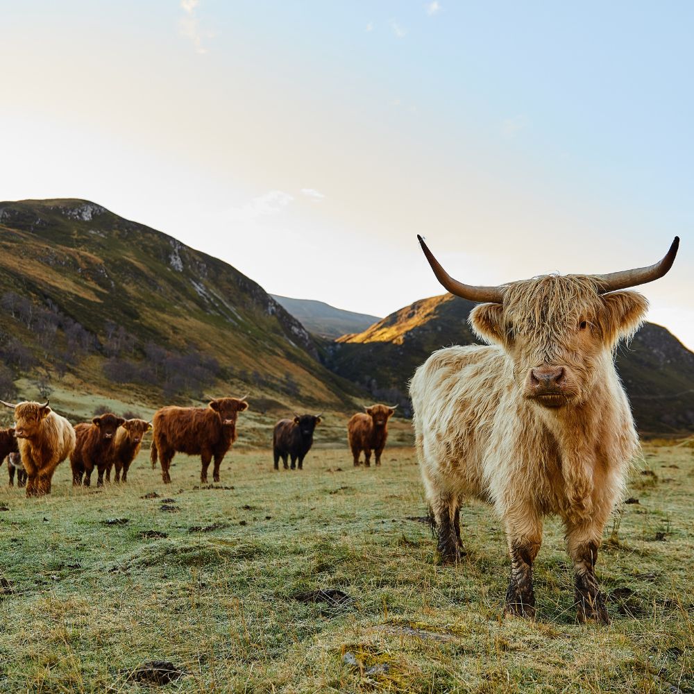A group of highland cows standing in a grassy field in Scotland