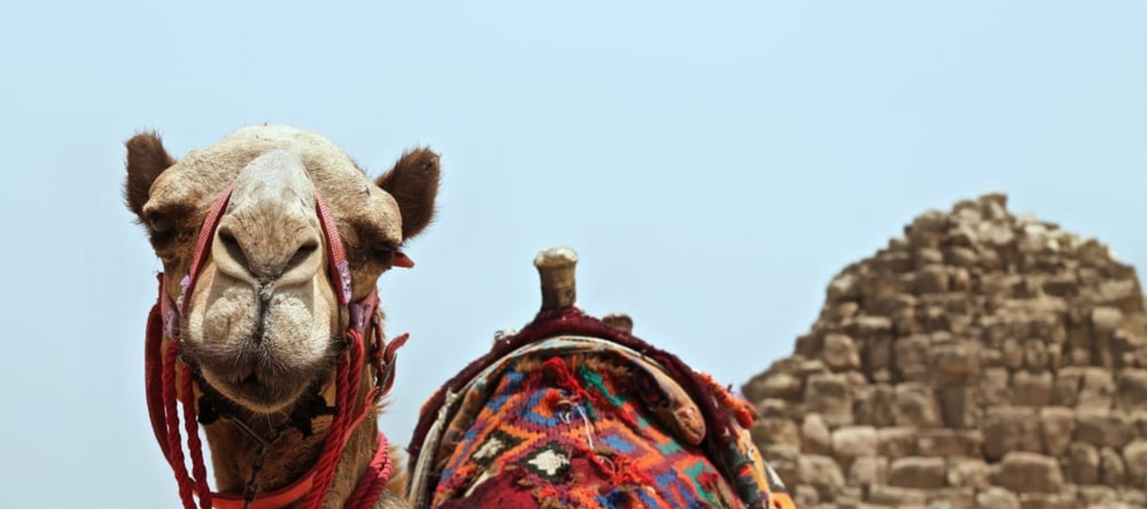 A close-up of a camel adorned with a colorful blanket and decorative straps, standing in front of a pyramid against a clear blue sky.