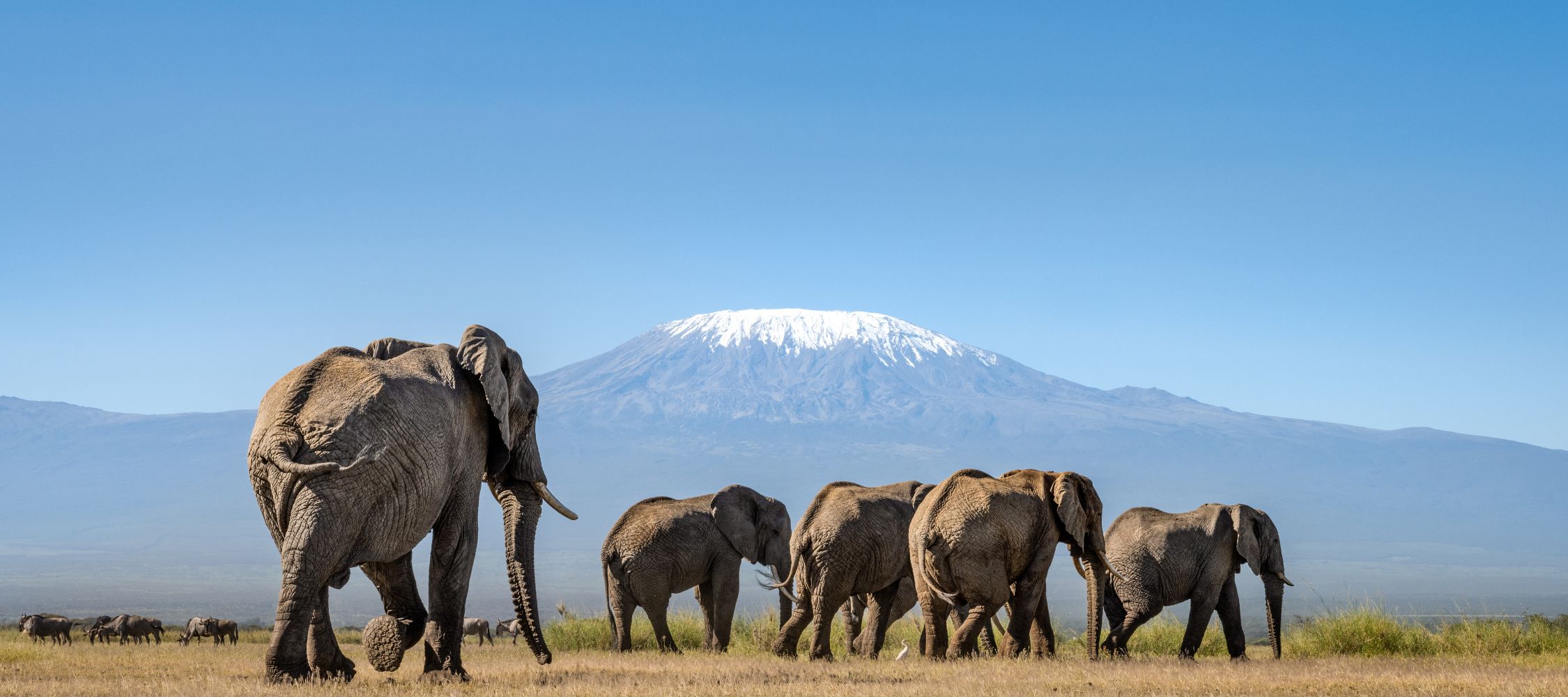 A herd of elephants walks across a grassy plain with a snow-capped mountain in the background under a clear blue sky.