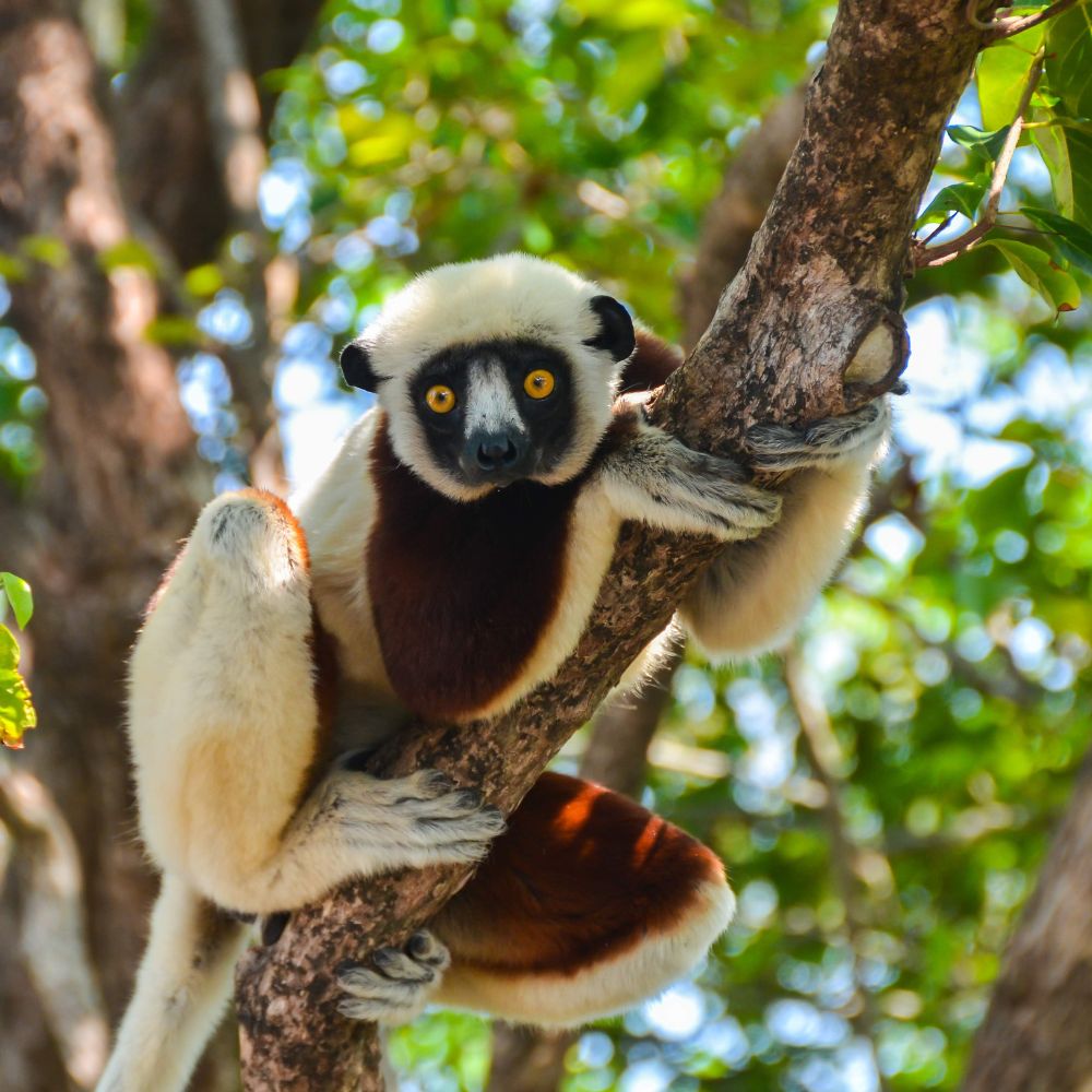 Two lemurs perched on a tree branch, one with striking yellow eyes and a mostly white and brown coat, looking directly at the camera. The other lemur is partly out of view, showing a lighter fur coat. Bright green leaves create a vibrant background.