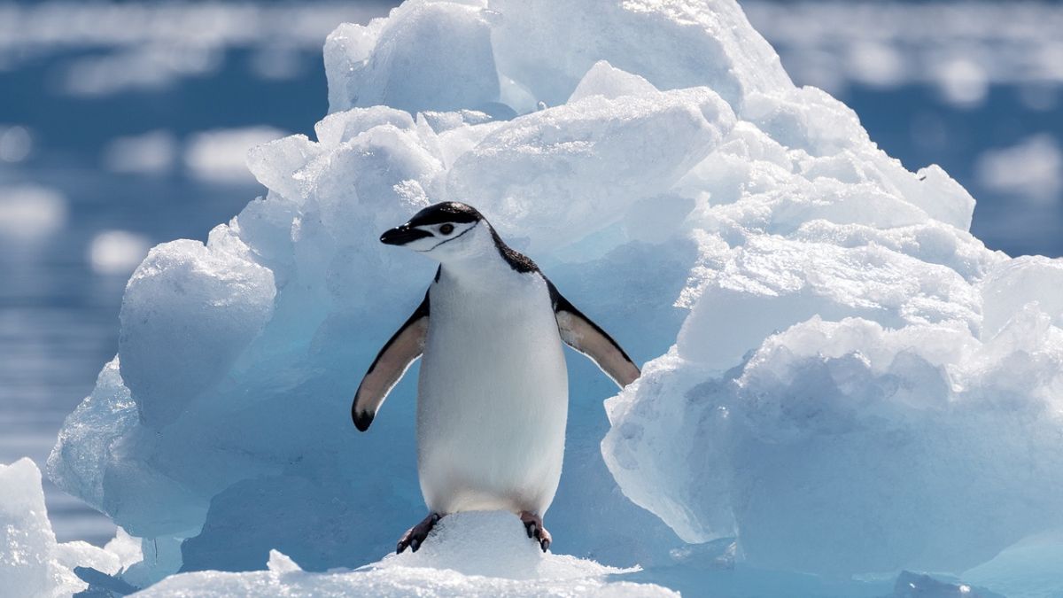 Chinstrap penguin (Pygoscelis antarcticus) - What to do in Antarctica?