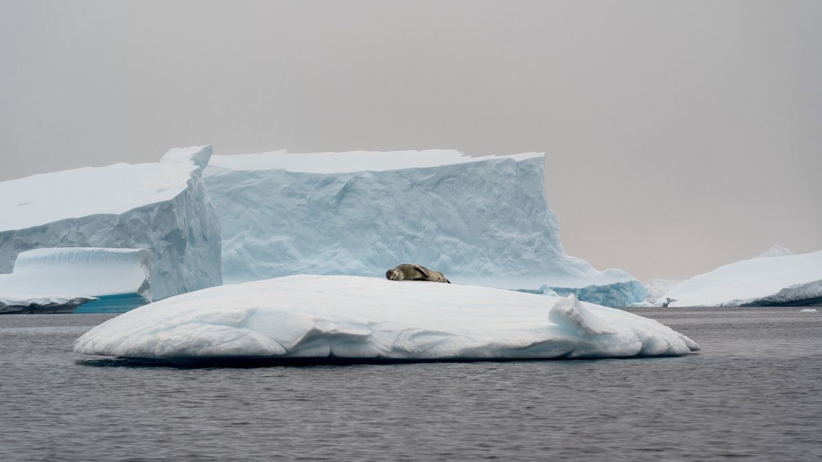 Antarctic seal species - View from your luxury yacht with Pelorus