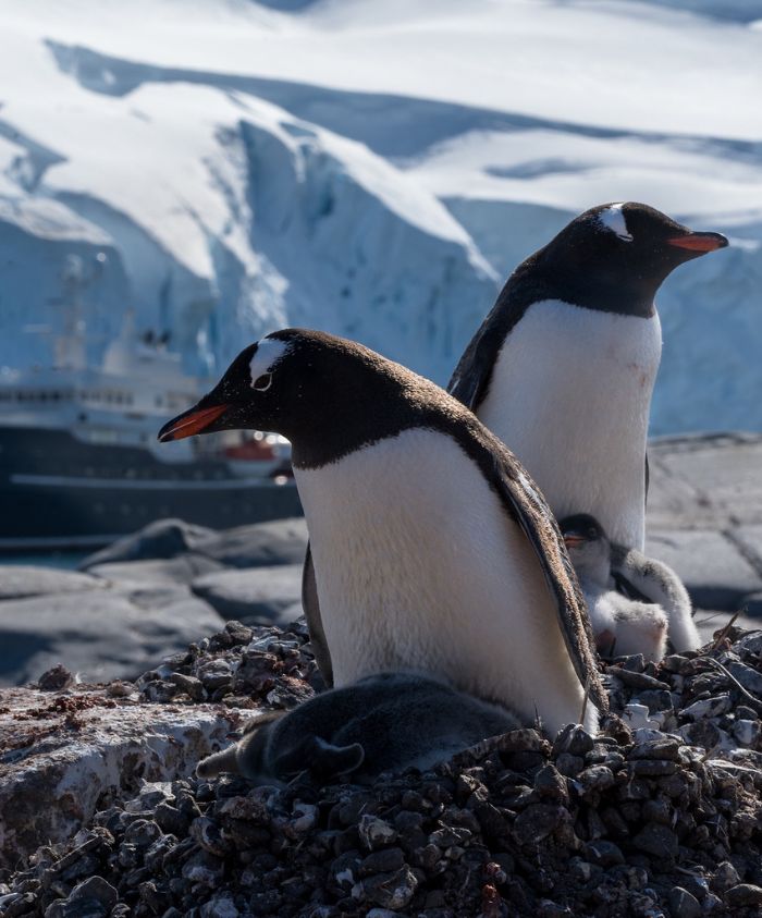 Gentoo penguin pygoscelis papua - Pelorus Yachting, Antarctica