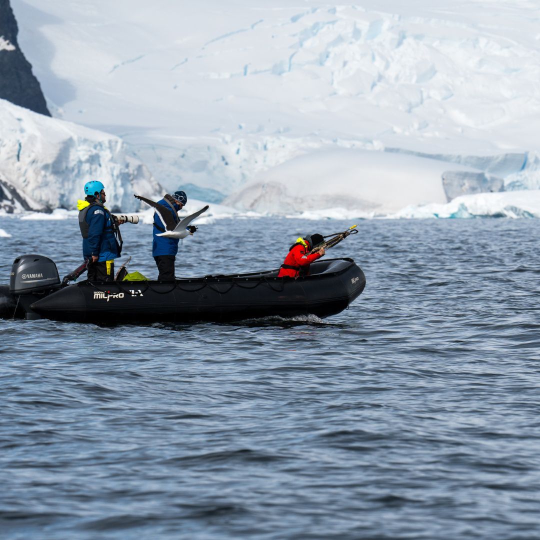 Conservation in Antarctica - Whale tagging