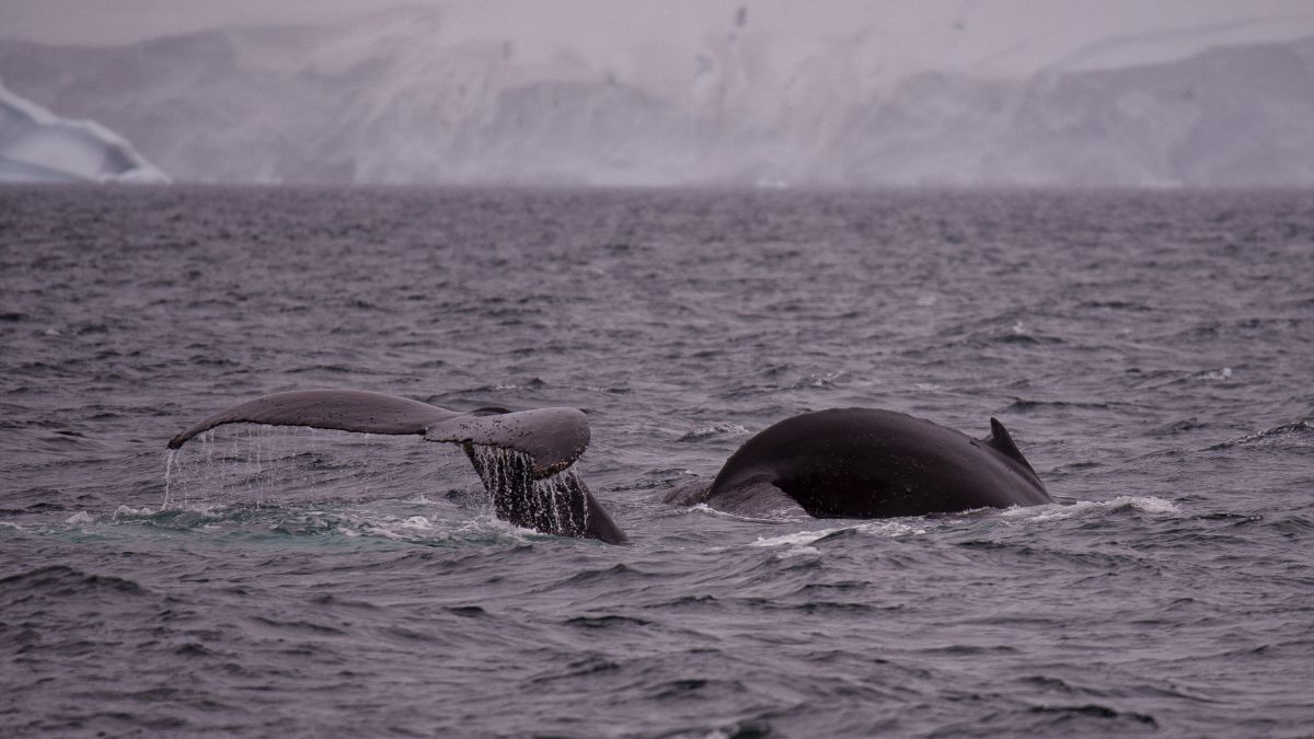 A whale's tail emerging from the ocean, with water droplets splashing around it, set against a backdrop of icy cliffs and a grey, overcast sky.