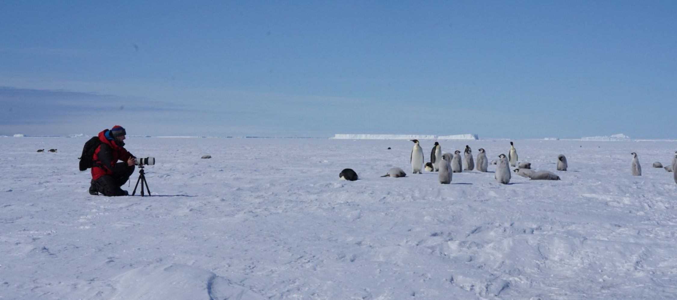A person kneels on snow-covered land, adjusting a camera on a tripod, while a group of emperor penguins gathers nearby under a clear blue sky. Icebergs are visible in the distance.