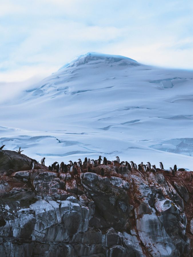 A group of penguins stands on a rocky ledge, surrounded by snow-covered mountains and glaciers under a cloudy sky.