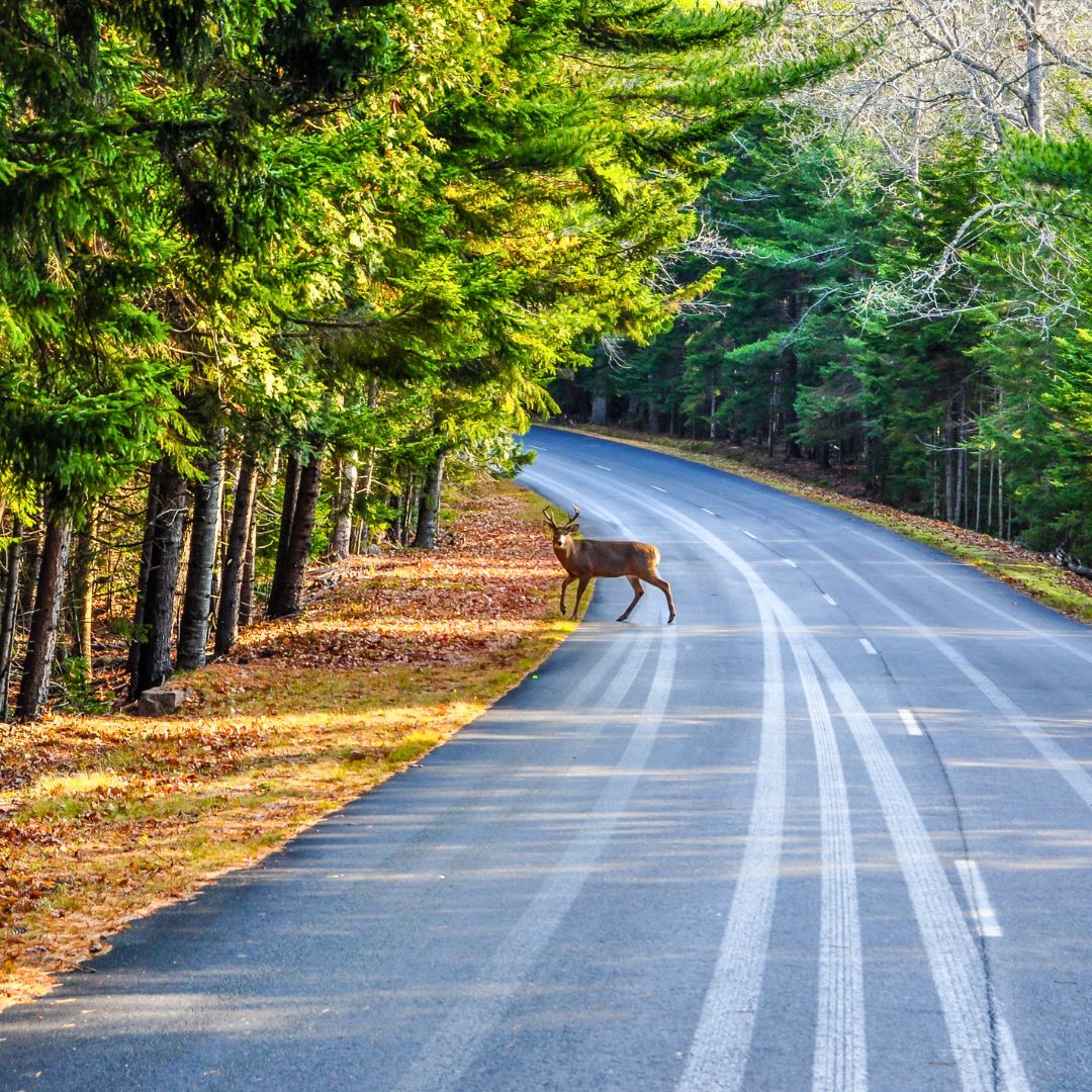 A deer standing on a quiet, winding road surrounded by tall green trees and fallen leaves.