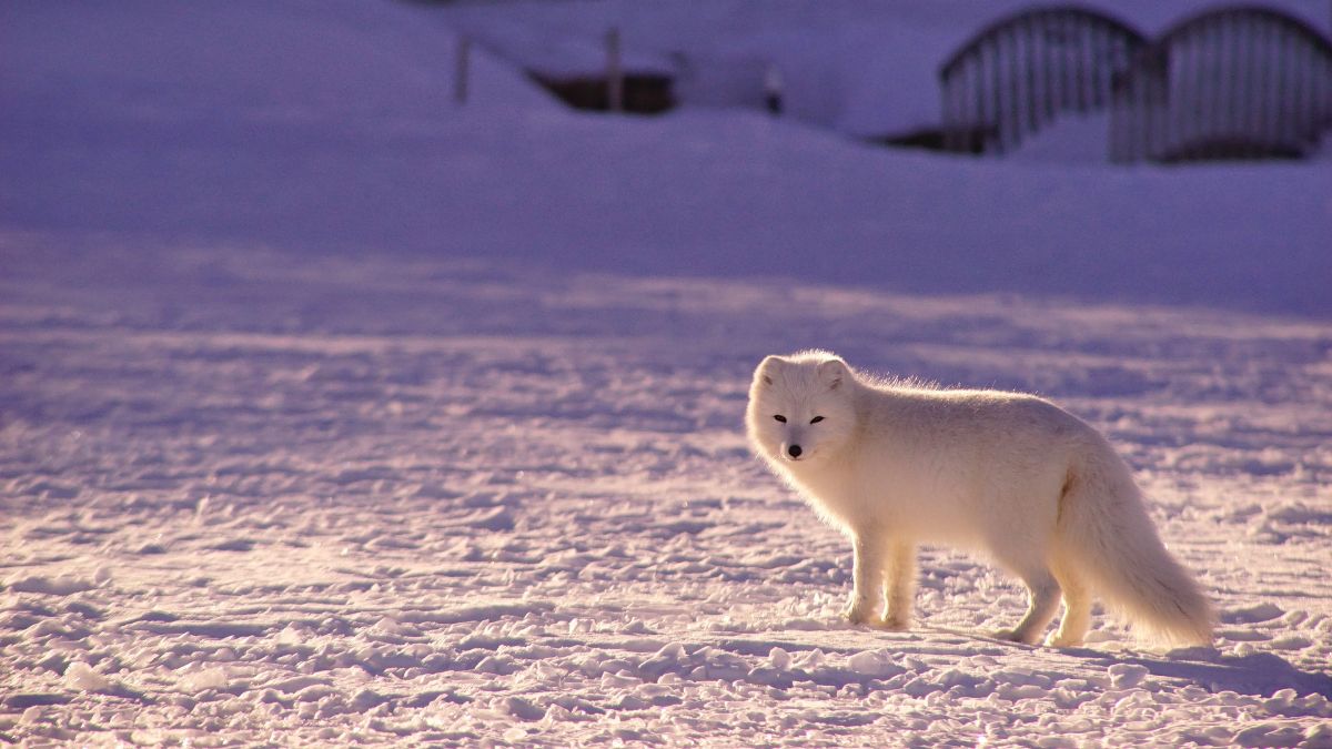 An Arctic fox stands on a snow-covered landscape, its white fur blending seamlessly with the surroundings. The soft sunlight casts gentle shadows, highlighting the fox's curious expression. In the background, blurred shapes suggest distant structures.