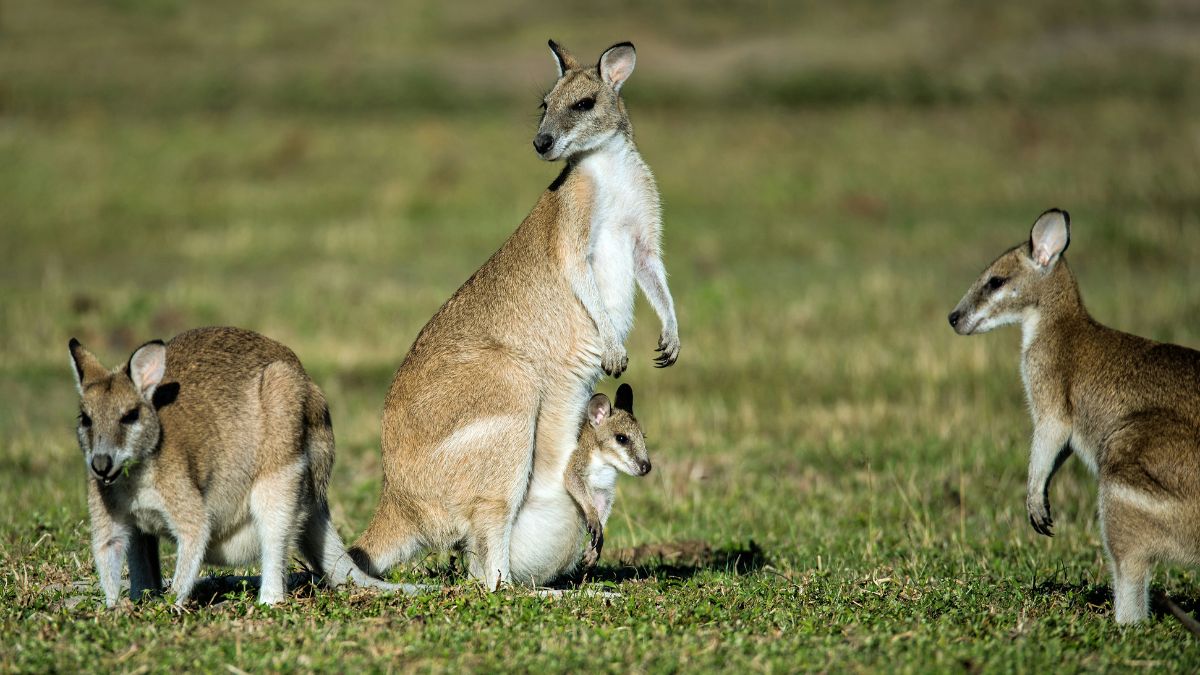 A group of kangaroos in a grassy field, featuring a larger kangaroo with a joey peeking out from its pouch, along with three smaller kangaroos nearby.