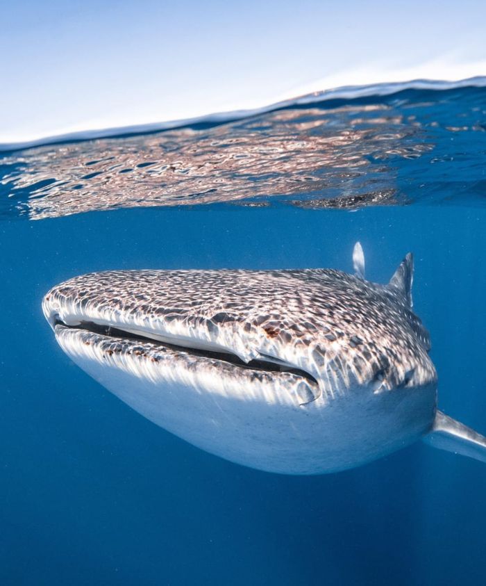 A whale shark swimming near the surface of the ocean, showcasing its large mouth and distinctive spotted pattern. Sunlight reflects on the water's surface.