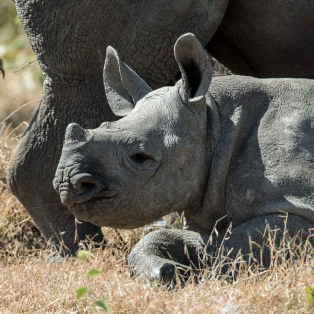 A young rhinoceros calf resting on the ground, partially hidden behind the legs of an adult rhino. The calf has a smooth grey skin and a gentle expression.