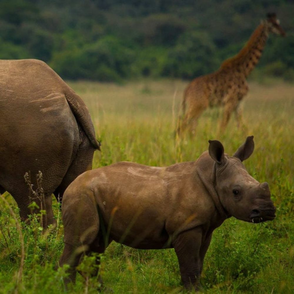 A young rhinoceros stands in a grassy field with its mother in the foreground and a giraffe grazing in the background.
