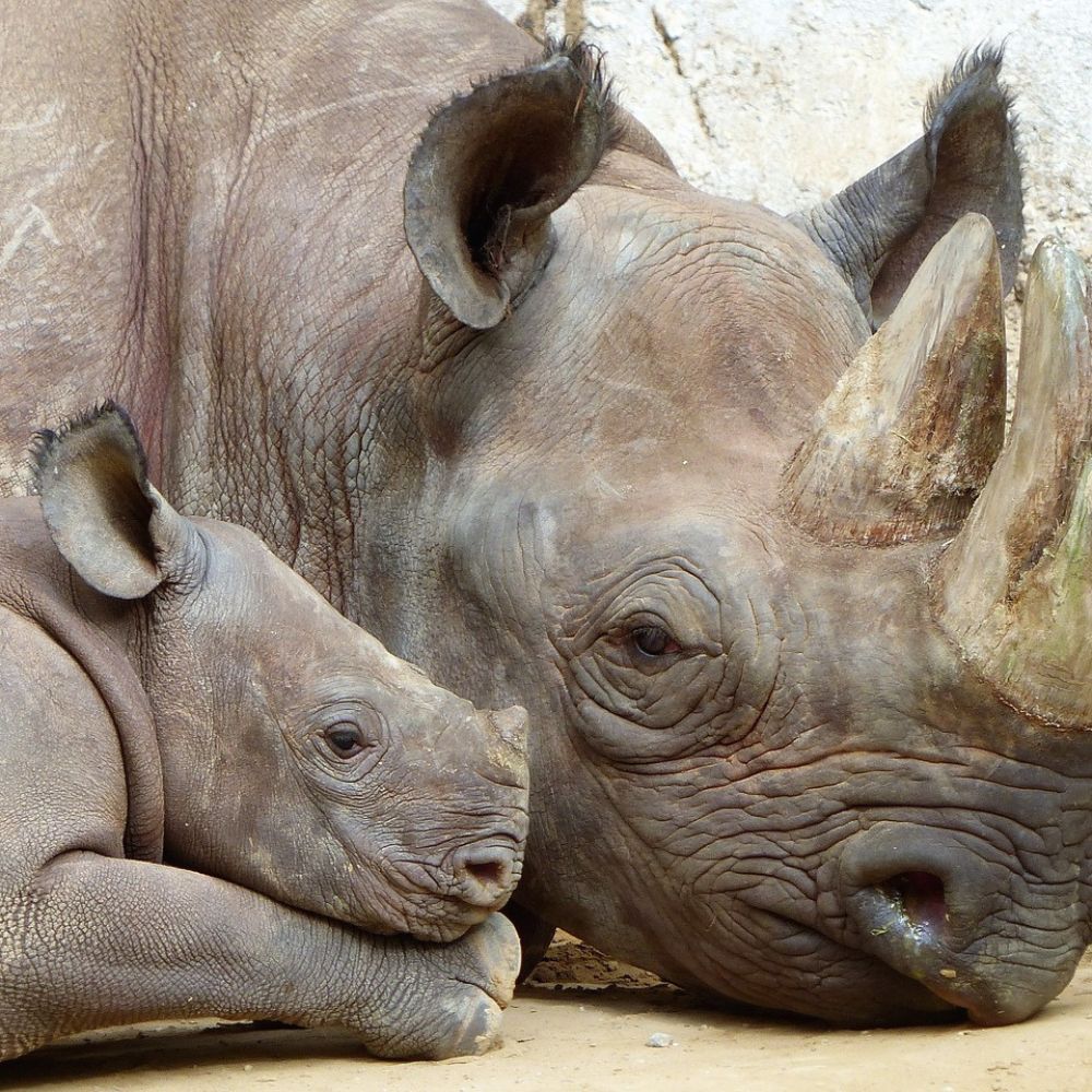 A mother rhinoceros and her baby resting closely together, with the baby nuzzling against the mother's side.