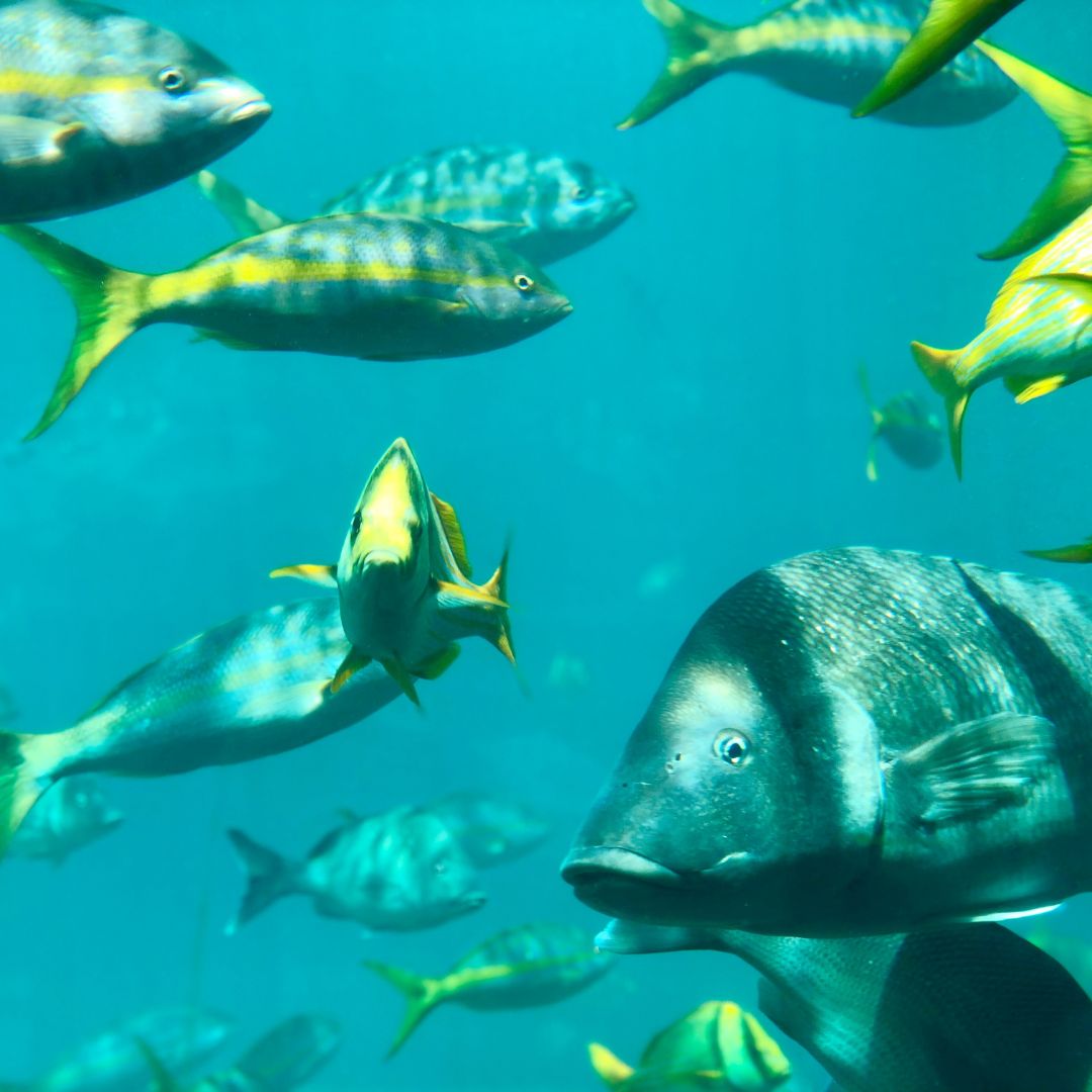 A variety of fish swimming in clear blue water, including a larger gray fish in the foreground and smaller yellow and green fish in the background.