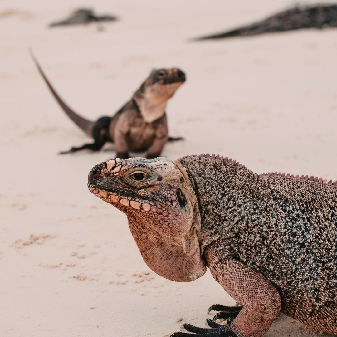 A close-up of two iguanas on a sandy beach, one in the foreground with textured skin and vibrant colors, and another blurred in the background.
