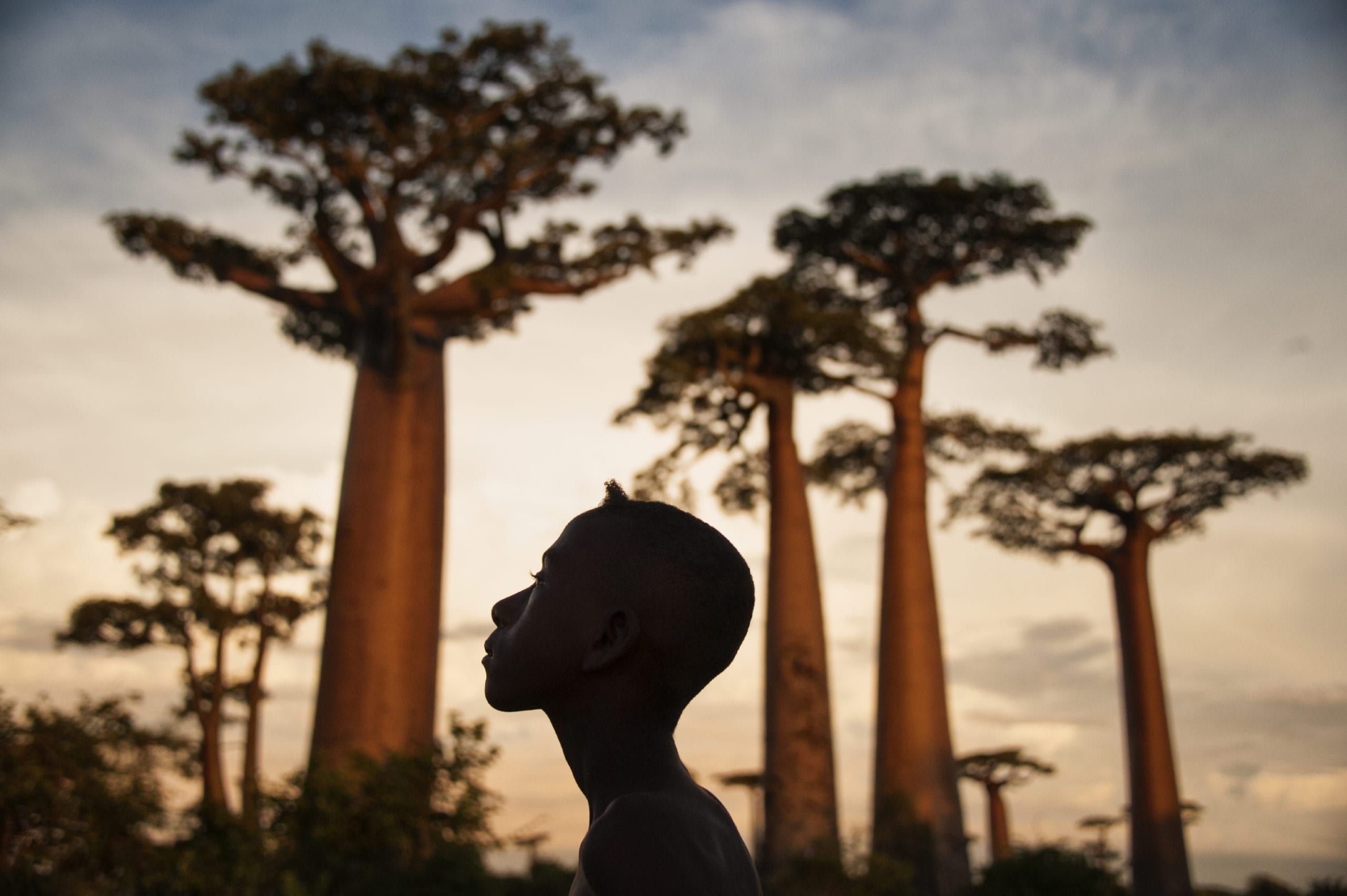A silhouette of a young boy against a backdrop of towering baobab trees at sunset.