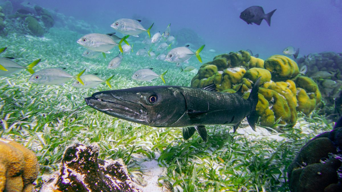 A barracuda swimming through a vibrant underwater scene, surrounded by schools of smaller fish and lush green seagrass. Coral formations are visible in the background.