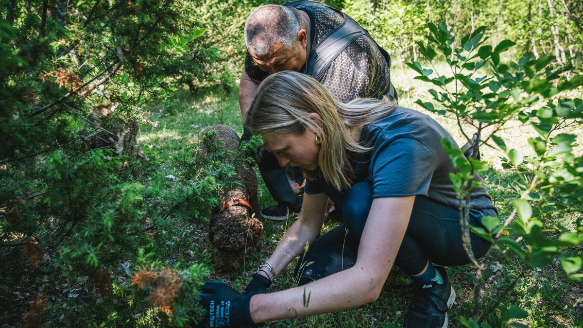 Two individuals crouch in a wooded area, searching through low shrubs. One is a man observing closely, while the other, a woman, uses her hands to examine the ground. A dog is nearby, engaged in the activity. Surrounding them are lush green plants and trees.