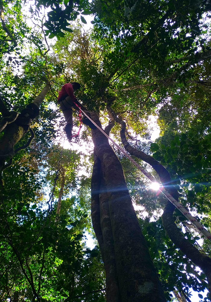 A person climbs a tall tree using ropes, surrounded by dense green foliage and sunlight filtering through the leaves.