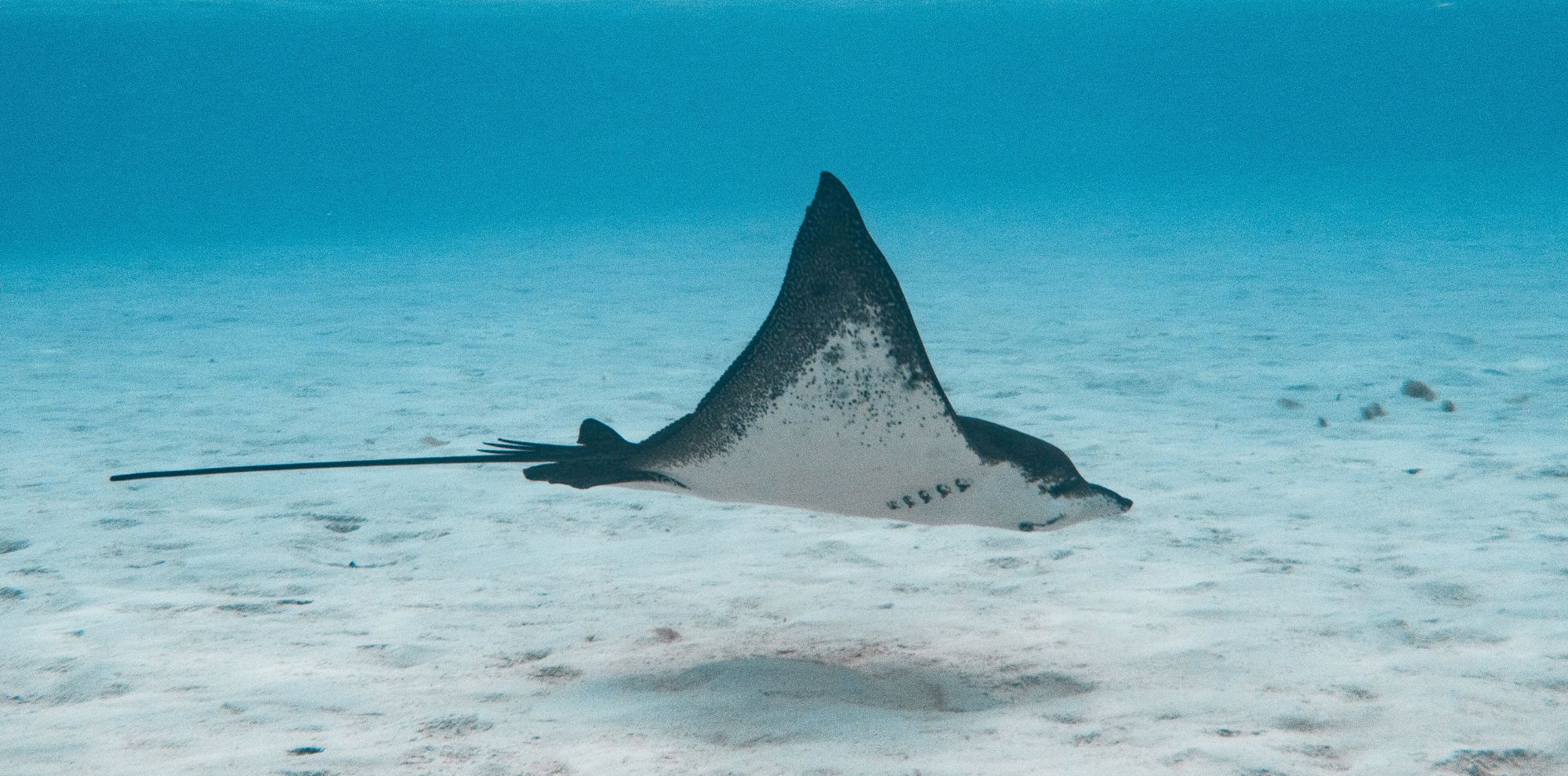 A graceful stingray glides through clear blue water above a sandy ocean floor. Its elongated body and long tail create a sleek silhouette against the underwater backdrop.