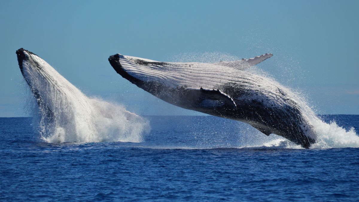 Two humpback whales breach the surface of a blue ocean, creating large splashes as they leap into the air against a clear sky.