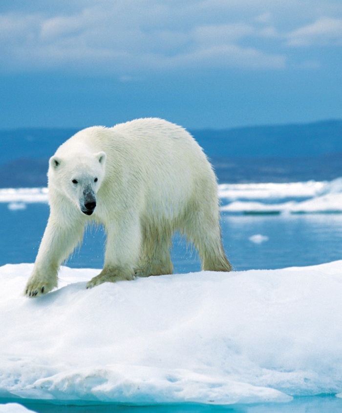 A polar bear stands on an icy landscape, with a backdrop of blue skies and frozen waters. Its white fur contrasts against the snow and ice.