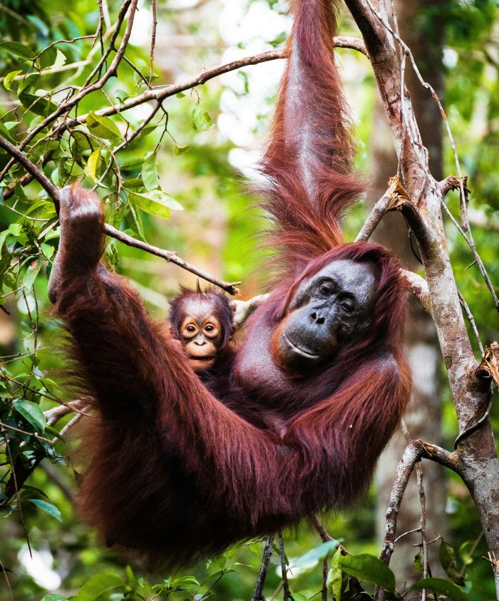 An adult orangutan hangs from a tree branch, cradling a young orangutan close to its side. Lush green foliage surrounds them in their natural habitat.