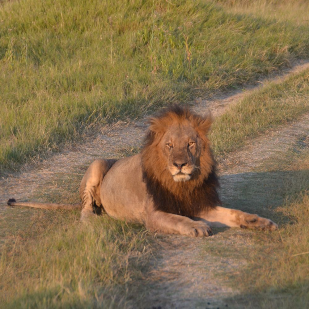 A lion lounging on a grassy path, looking directly at the camera with its mane flowing in the breeze.