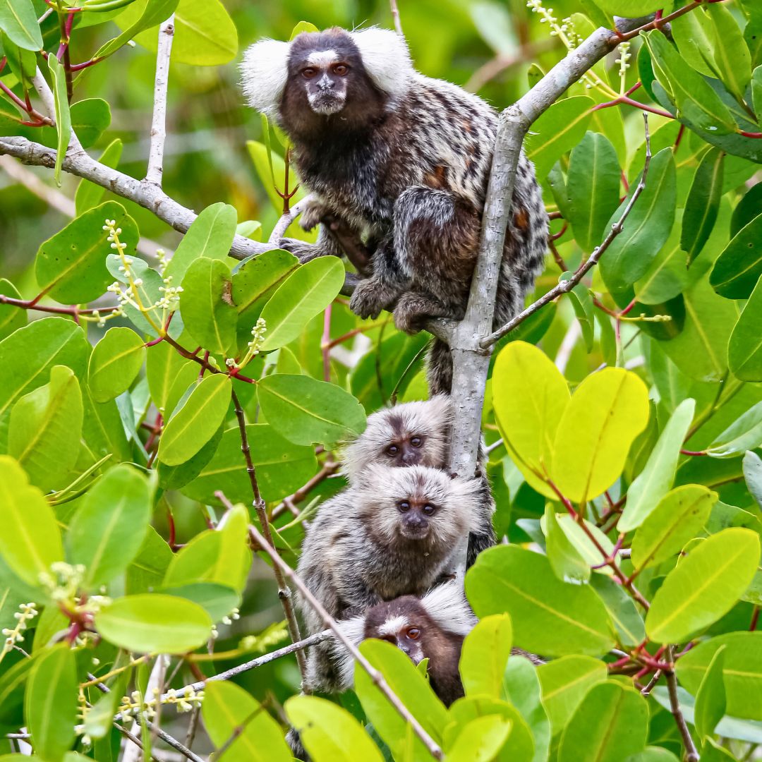 Four monkeys are perched on a tree branch amid lush green leaves. Three smaller monkeys are stacked below a larger one sitting at the top, all showcasing their fluffy ears and textured fur.