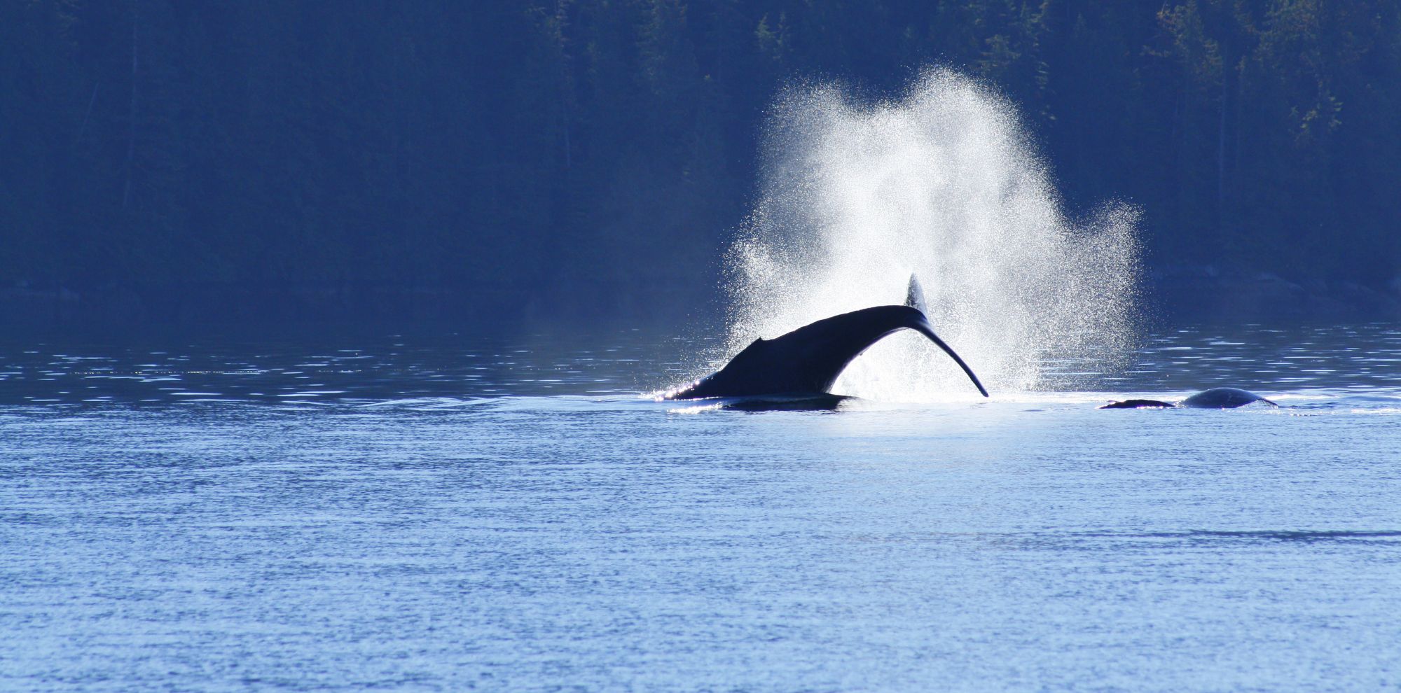 A majestic whale breaches the water’s surface, creating a spray of mist against a serene, blue backdrop of the ocean and forested shoreline.