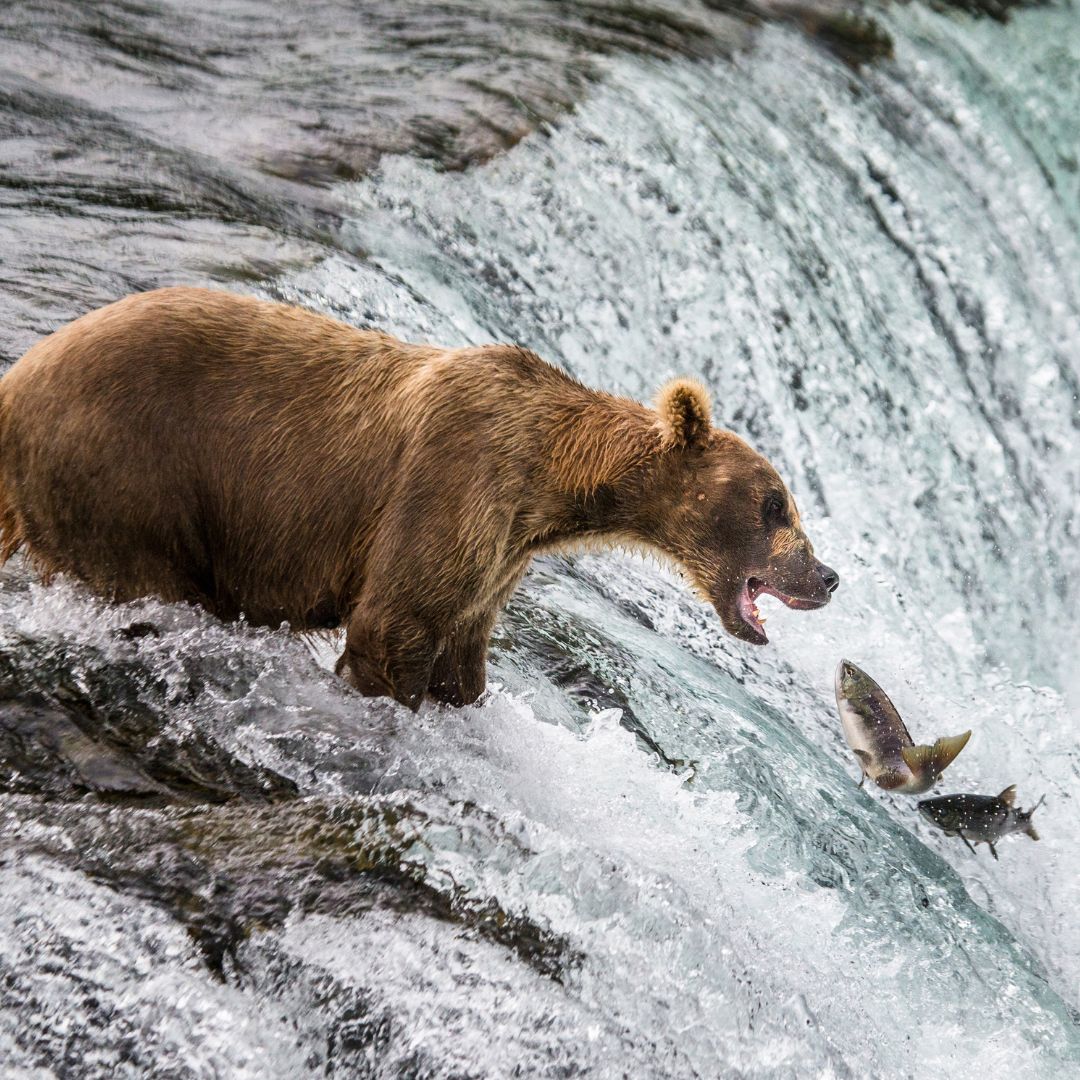 A brown bear standing in a rushing river with its mouth open, lunging towards a leaping fish near a waterfall.