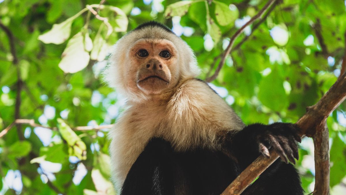A capuchin monkey sitting on a branch surrounded by green leaves, looking curiously at the viewer.