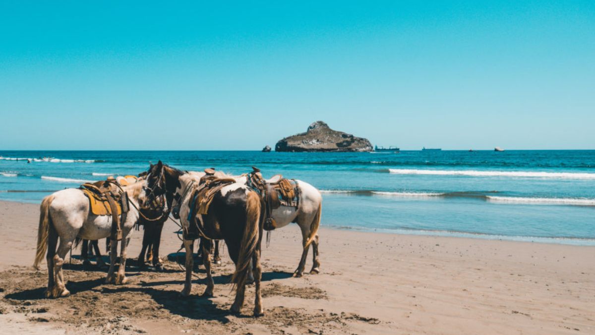 Horses with saddles standing on a sandy beach, facing the ocean, with a small island visible in the background under a clear blue sky.