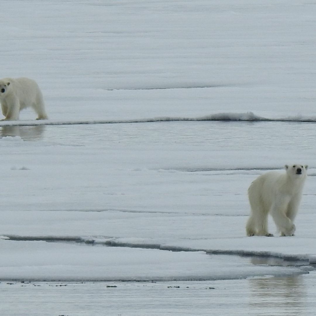 Polar bears in the Arctic on Ice