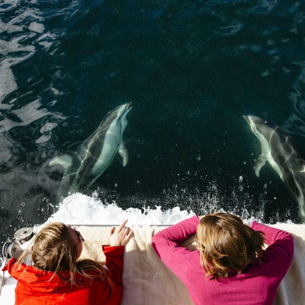 Two women leaning over the side of a boat, watching dolphins swimming beside them in clear blue water. One woman wears a red jacket, while the other is in a purple sweater.