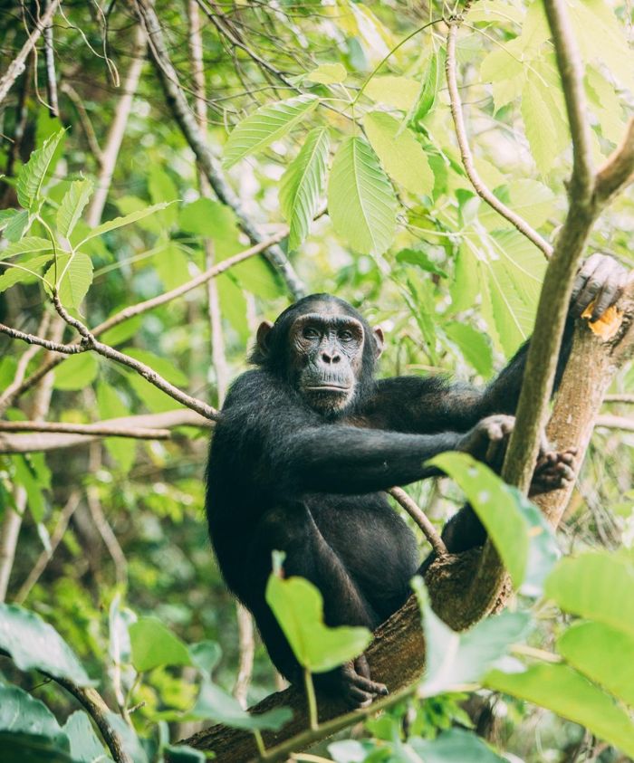 Black chimp in a tree in Tanzania