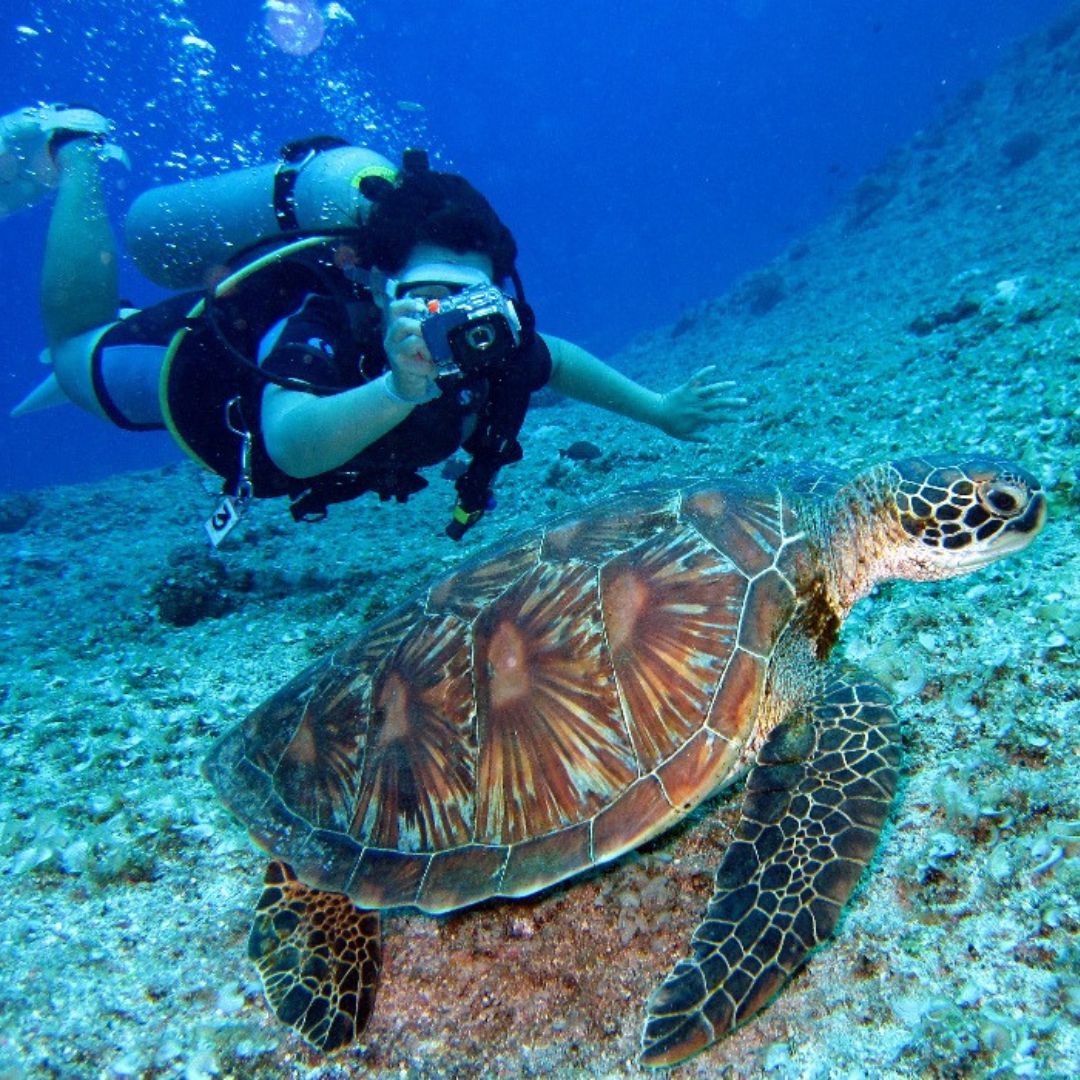 A scuba diver photographs a sea turtle swimming along the ocean floor, surrounded by vibrant underwater scenery.