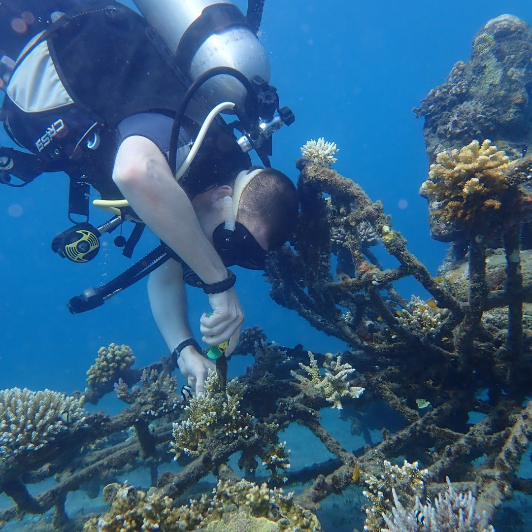 A scuba diver is examining coral growth on a submerged shipwreck, using a tool to manipulate the corals. Sunlight filters through the water, illuminating the scene.