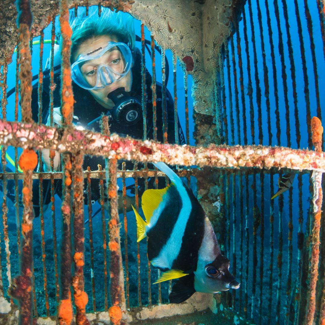 A scuba diver in a wet suit and goggles peers through the bars of an underwater structure, observing a colorful fish with black, white, and yellow stripes swimming nearby. The scene is vibrant with coral and underwater life.
